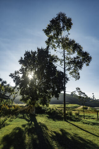 Sunlit Serenity in Nuwara Eliya 🌄🌳