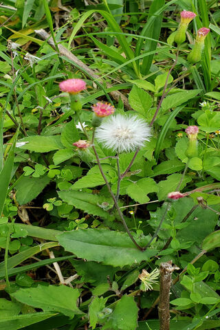 Whispers of Nature: The Dandelion's Dance 🌼🍃