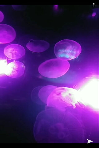 Mystical Glow of Purple Jellies 🌌✨