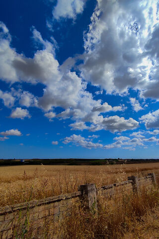 Golden Fields Under a Dreamy Sky 🌾☁️