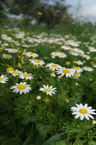 Spring Awakening: A Field of Daisies 🌼🌱