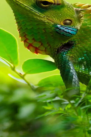 Pench Hole: Nature's Colorful Guardian 🦎🌿