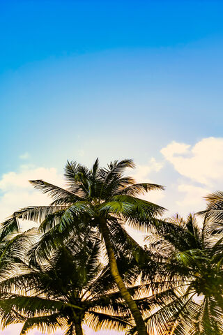 Tropical Serenity: A Palm Paradise 🌴✨