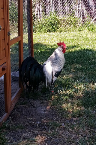 Pinoy Rooster