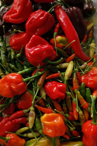 Pepper Paradise: A Colorful Harvest 🌶️✨