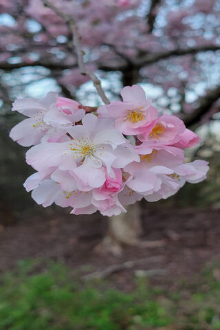 Blossoms of Spring: A Pink Delight 🌸