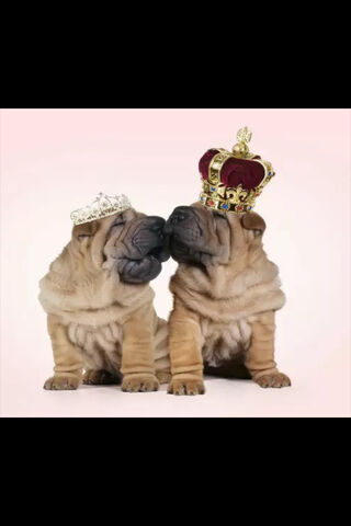 Royal Shar Peis: The Kings of Cuteness 👑🐶