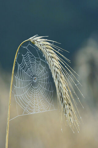 Nature's Intricate Web: The Spider's Masterpiece 🕸️🌾
