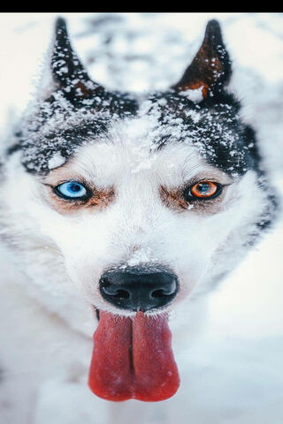 Charming Siberian Husky: A Winter Wonder 🐾❄️