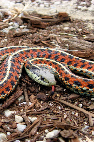 Serpente: The Colorful Guardian of the Forest 🌳🐍