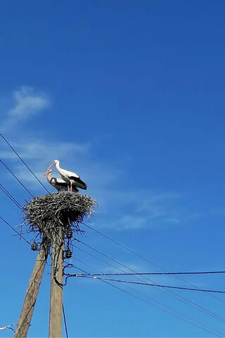 Storks