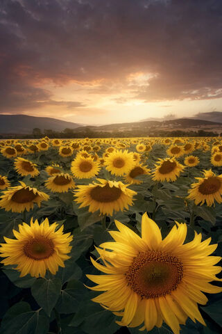 Golden Fields of Joy 🌻✨