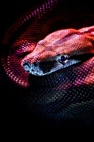 Mystical Serpiente: Nature's Enigmatic Beauty 🐍✨