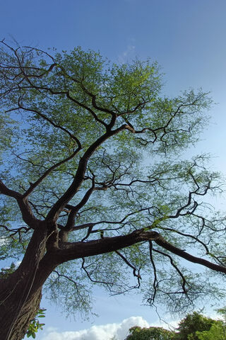 Nature's Elegance: A Simple Tree