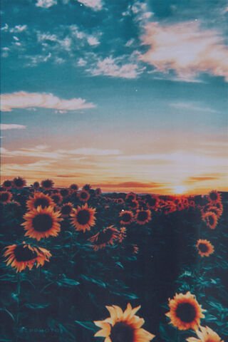 Golden Horizon: A Sunflower Symphony 🌻🌅