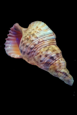 The Enchanted Shell: A Snail's Journey