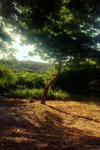 Whispers of a Lonely Landscape 🌳✨