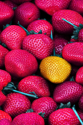 Berry Bright: A Splash of Color
