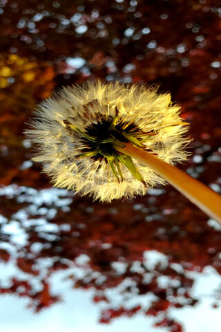 Sanat: The Art of Nature's Whimsy 🌼✨