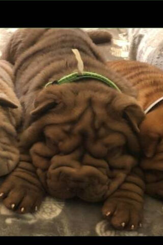 Cuddly Wrinkles: The Adorable Shar Pei 🐶❤️
