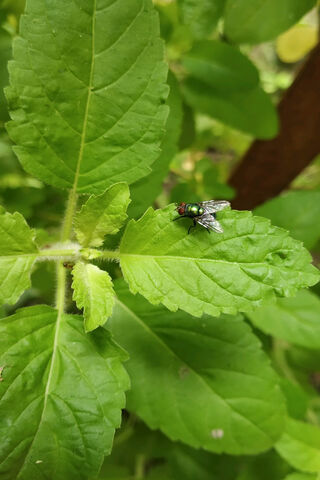 The Healing Touch of Tulsi 🌿✨