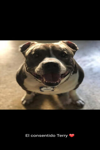 Terry the Adorable Companion 🐾❤️