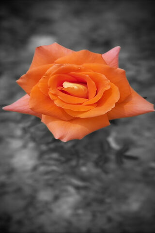 Radiant Trandafir: A Blooming Beauty 🌹✨