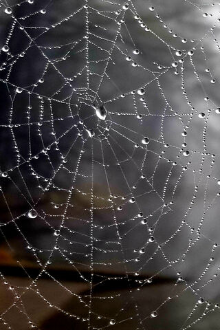 WET WEB