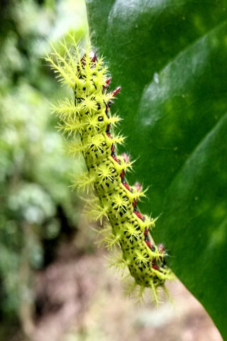 Worm-Chichicast: Nature's Spiky Wonder! 🐛✨