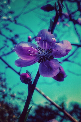 Zing of Spring: A Blooming Delight 🌸✨