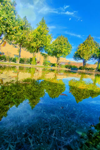 Ahmad's Tranquil Reflection 🌳💧