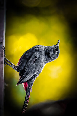 The Curious Avian Explorer 🐦✨