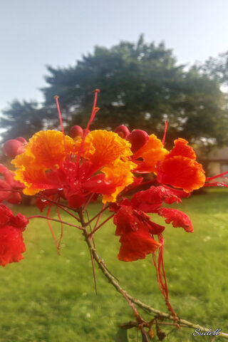 Tropical Splendor: Barbados Blooms 🌺🌞