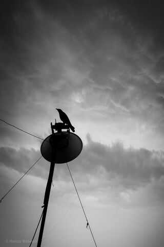 Silhouetted Serenity: A Bird's Watch