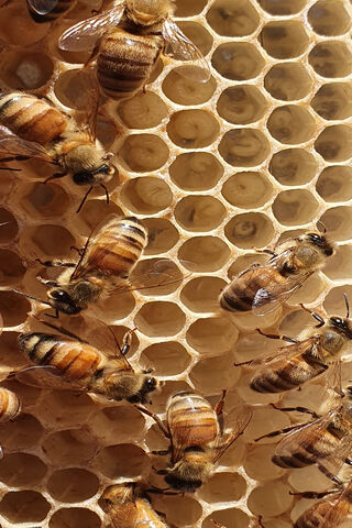 The Buzz of New Beginnings: Bee Brood in Action 🐝✨