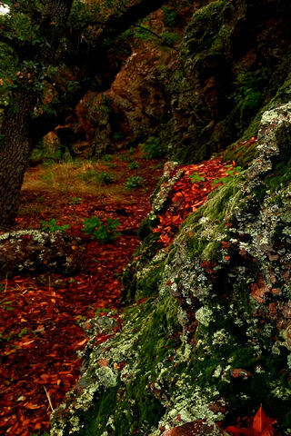 Whispers of the Bosque 🌳🍂