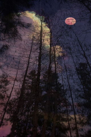 Whispers of the Night Sky 🌌🌙