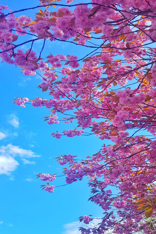 Blossoms of Spring: A Pink Paradise 🌸🌤️