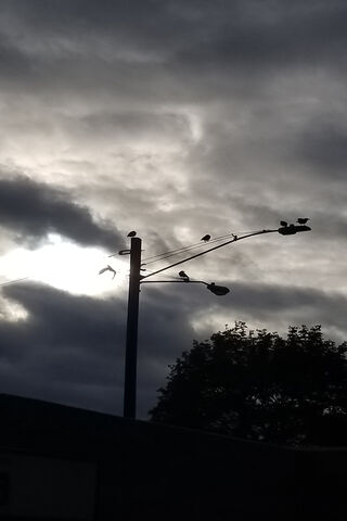 Crows Against the Stormy Sky 🌧️🖤