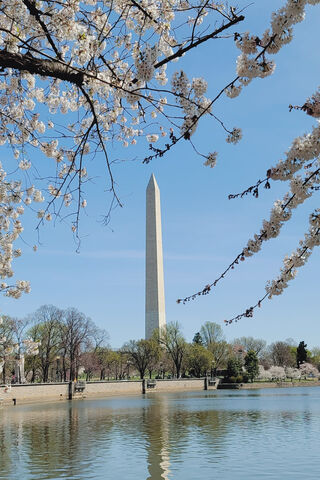 Blossoms of Spring: A View of the Washington Monument