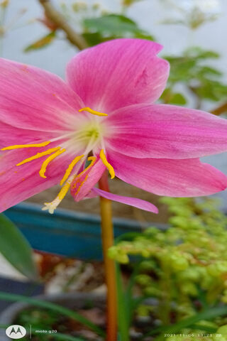 Blooming Beauty: The Essence of Flores 🌸