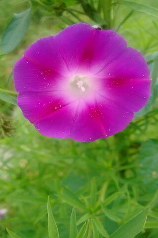 Flor: A Blooming Beauty 🌸