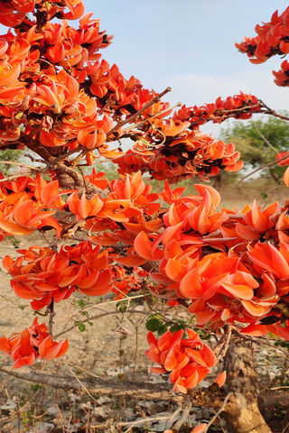 Nature's Fiery Embrace: The Flame of the Forest