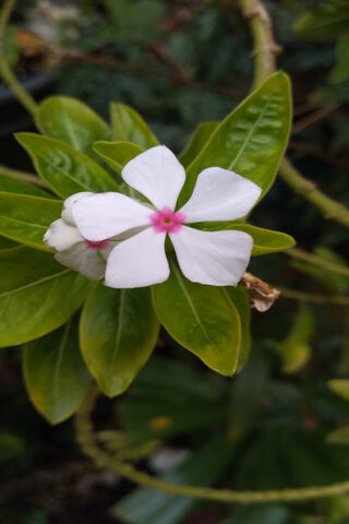 Delicate Beauty: The FLOR Blossom 🌸
