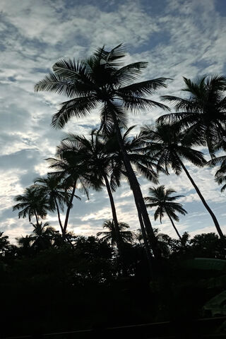 Tropical Serenity: The Essence of Goa 🌴☀️