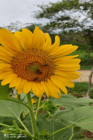 Golden Girasol: Nature's Sunshine 🌻✨