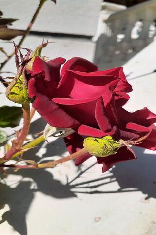 Gul: The Timeless Beauty of Roses 🌹✨