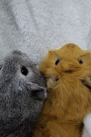 Cuddle Buddies: The Adorable World of Guinea Pigs 🐹❤️