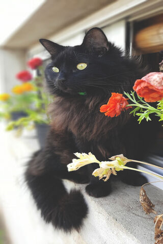 Gato's Floral Retreat 🌼🐾