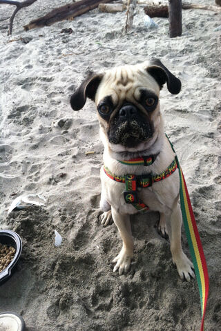 Rasta Vibes with a Pug Twist! 🌴🐾